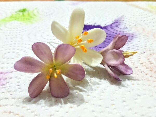 ⁦קסם הפרחים: כאן מתחילים⁩ – תמונה ⁦8⁩